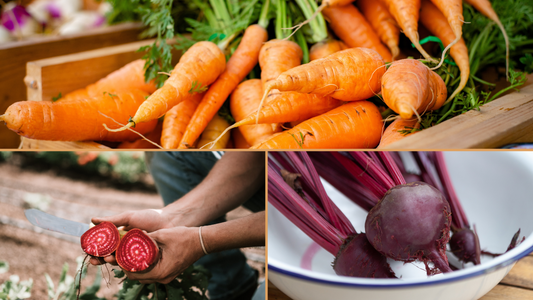 Roasted Beet & Carrot Salad Recipe and Farm Updates