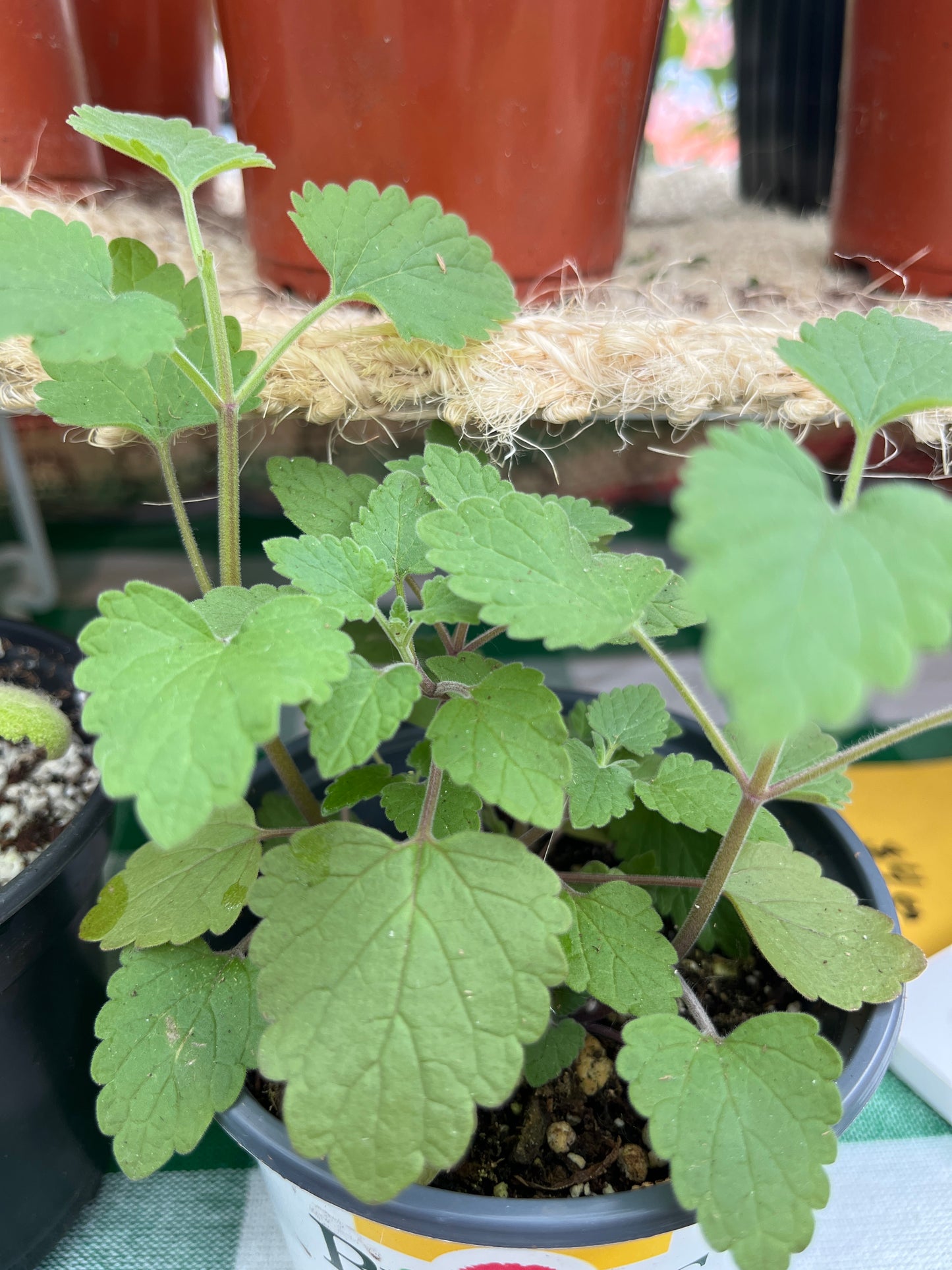 Catnip plant