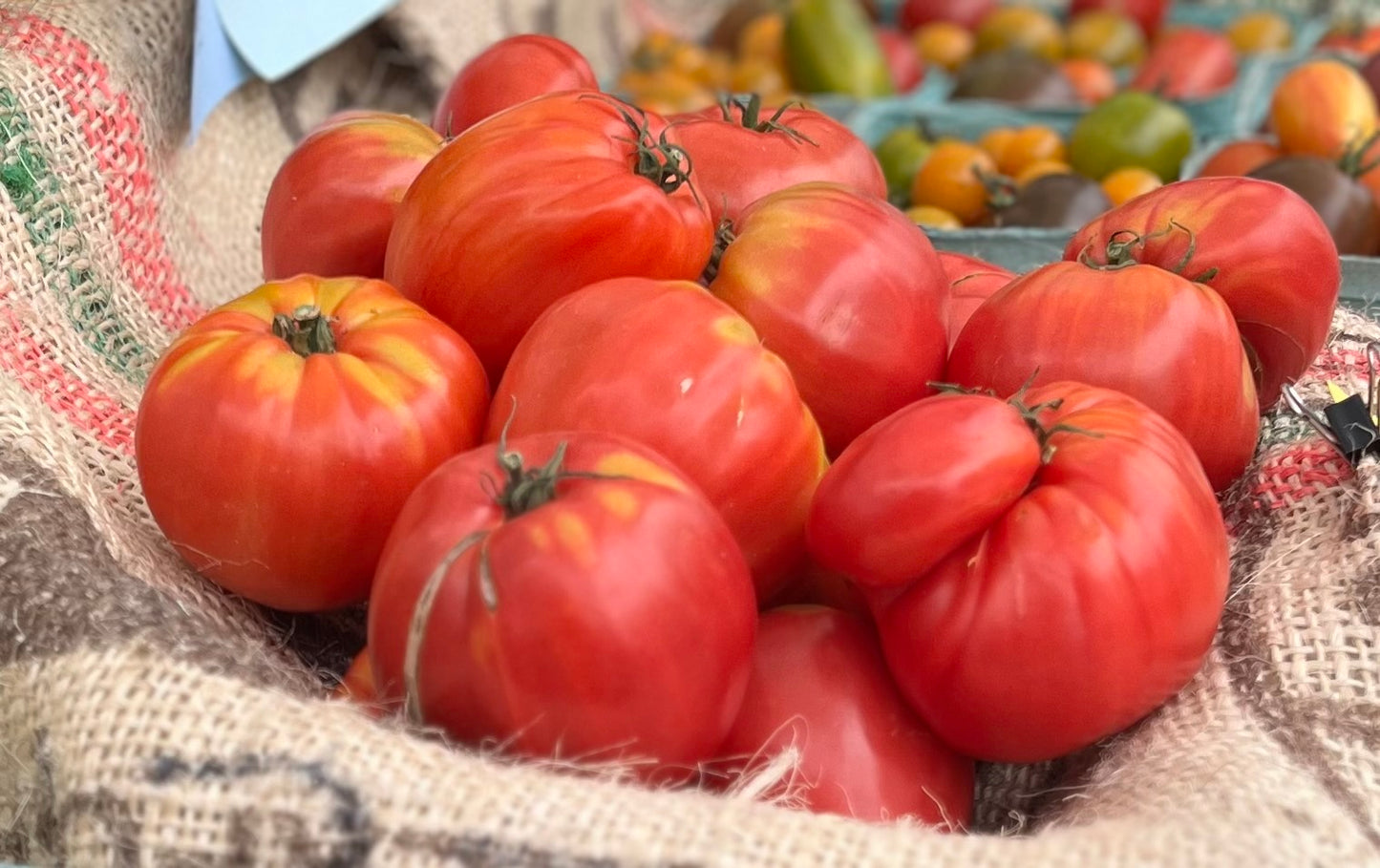 Grightmire Pride Tomato plant