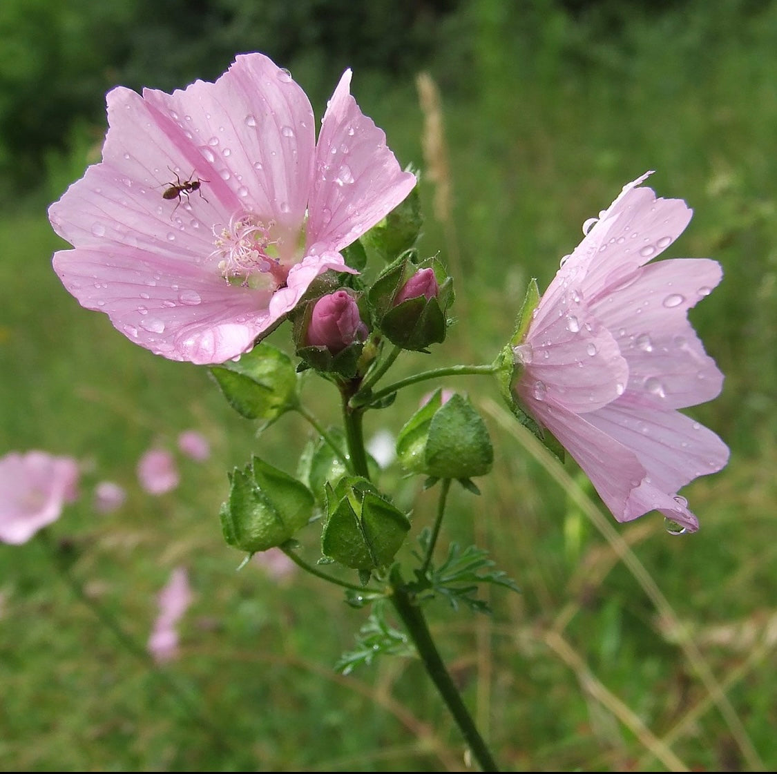Musk mallow seeds