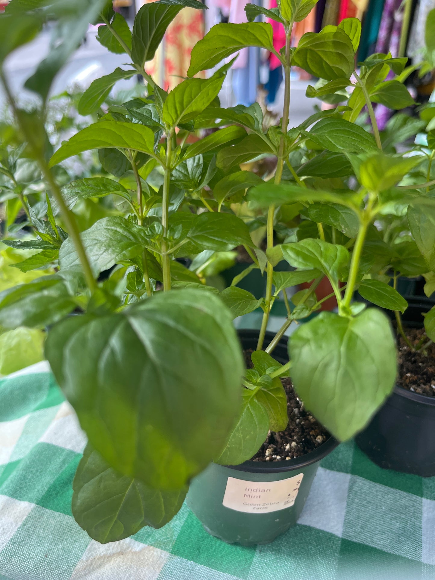 Indian Mint Plant