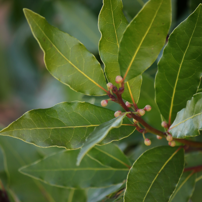 Bay plant