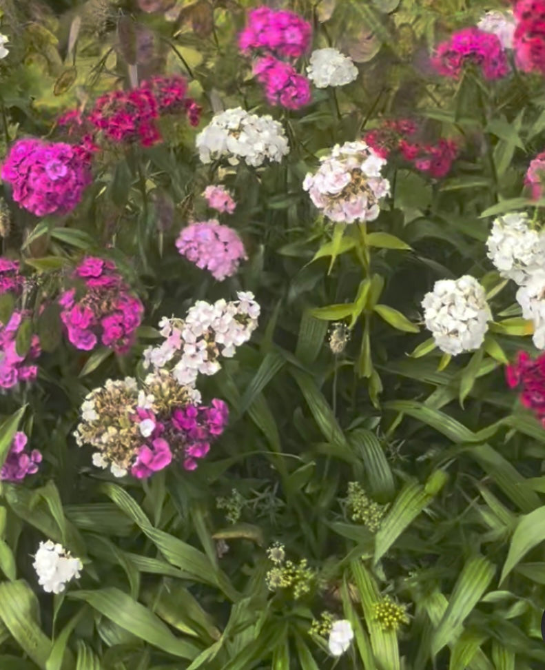 Sweet William Dianthus seeds