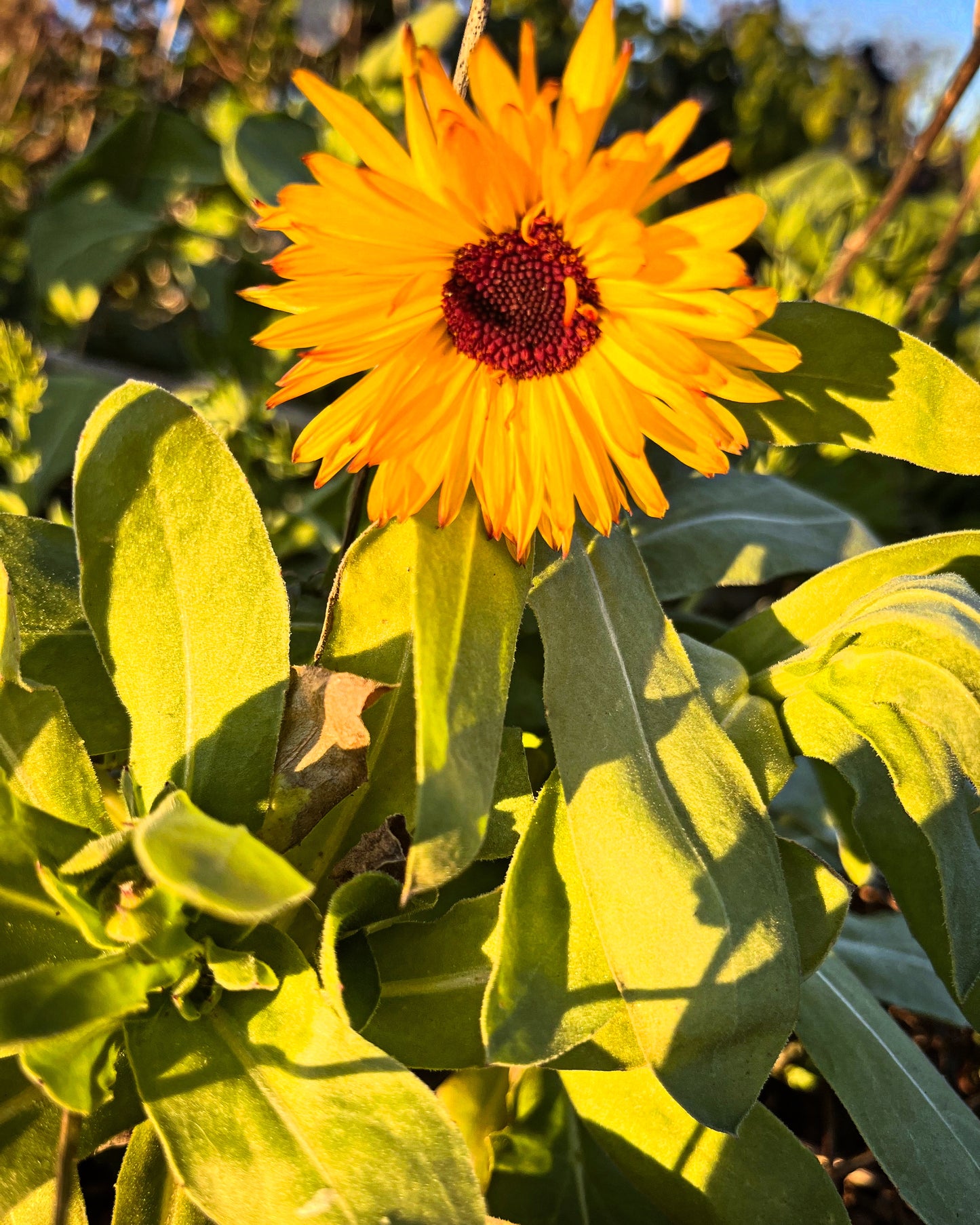 Calendula seeds