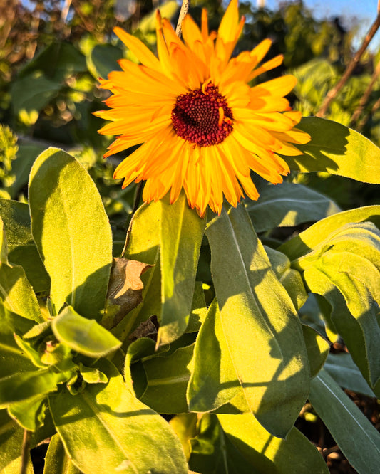 Calendula seeds