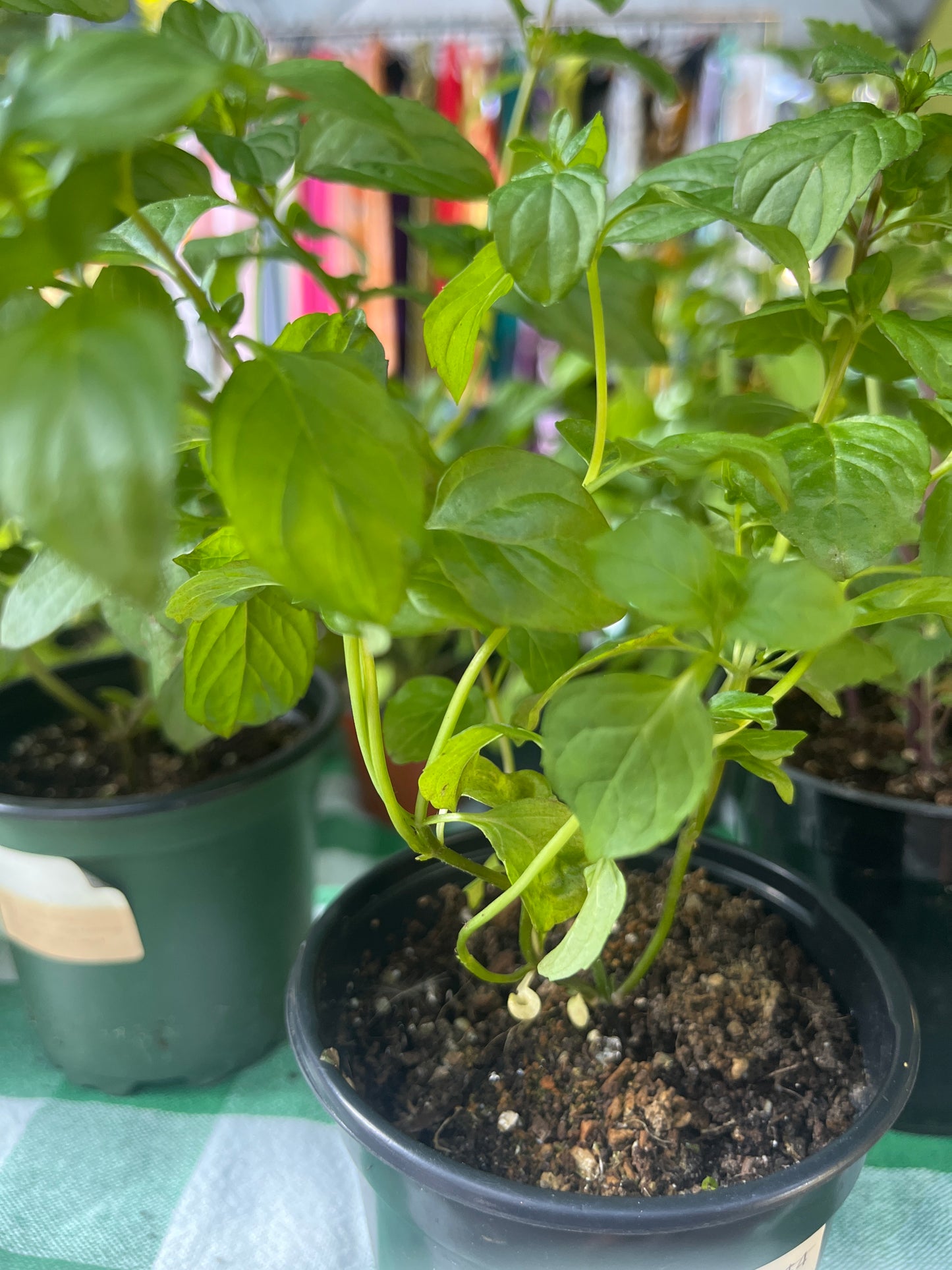 Orange Mint plant