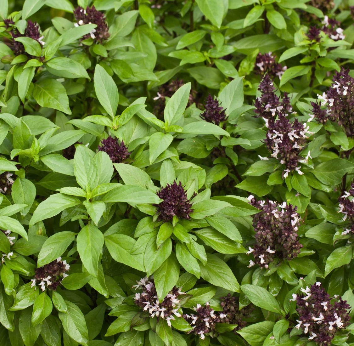 Siam Queen Thai Basil Plant