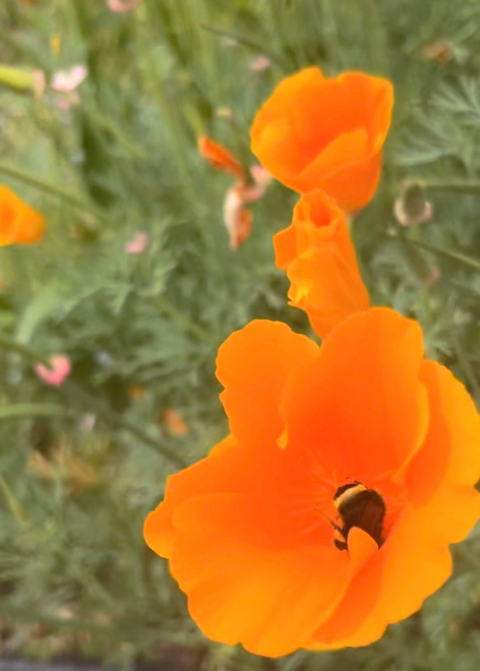 California Poppy seeds