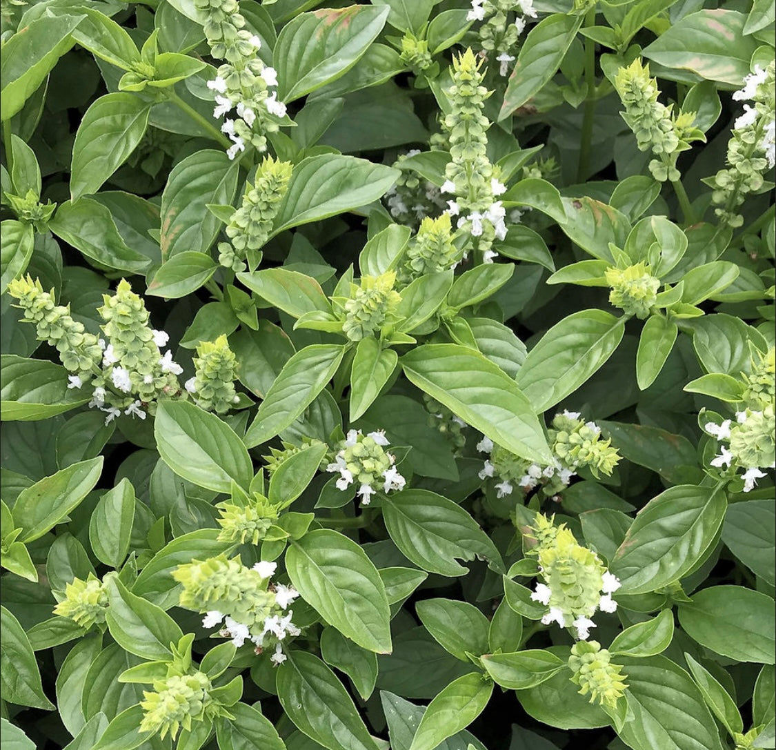 Lemon basil plant
