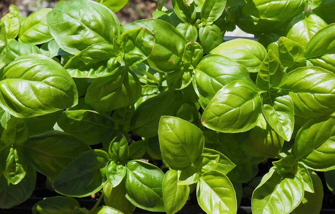 Genovese basil plant