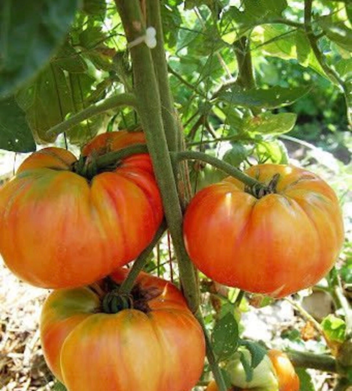 Old German Tomato Plant