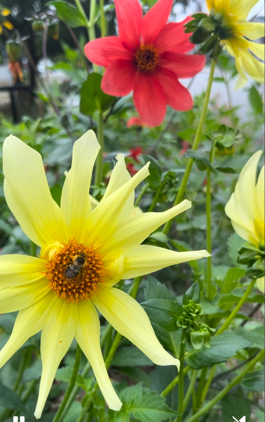 dahlia mixed seeds Dahlia mix seeds – Green Zebra Markets