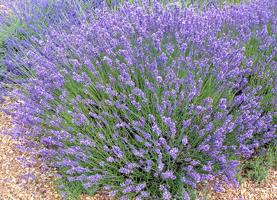 English Lavender seeds