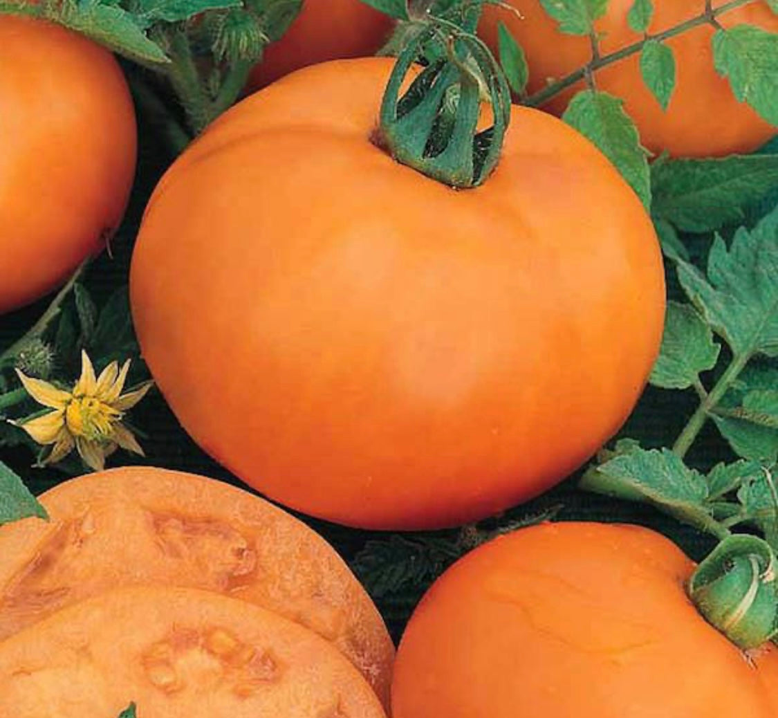 Persimmon Tomato Plant