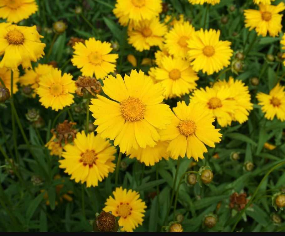Dwarf Yellow Lanceleaf Coreopsis seeds