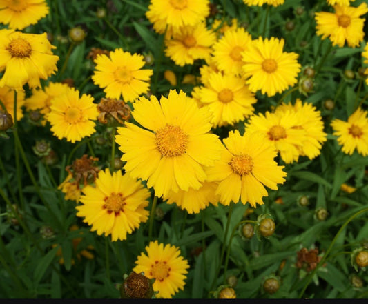 Dwarf Yellow Lanceleaf Coreopsis seeds