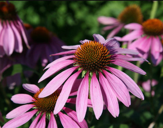 Purple Coneflower/Echinacea seeds