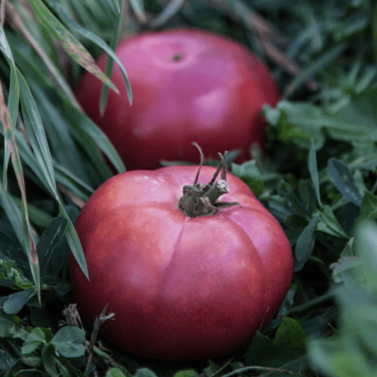 Arctic Rose Dwarf tomato