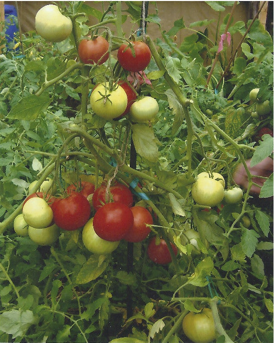Pollock tomato plant