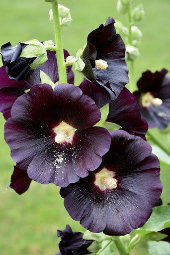 Black Hollyhock plant