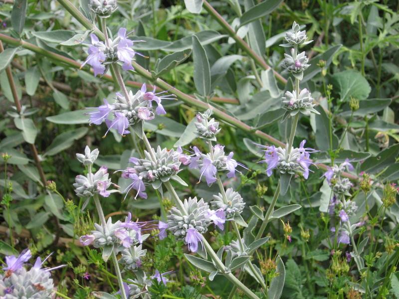 White Sage
