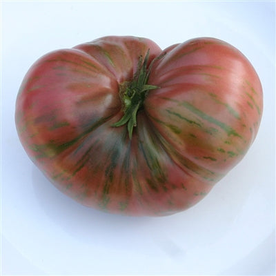 Fred’s Tie-Dye Dwarf tomato plant