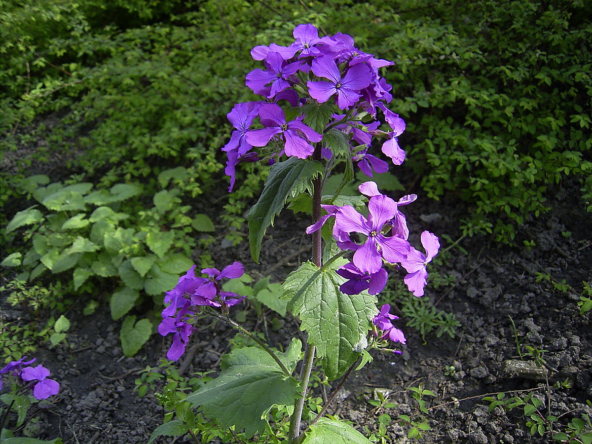 honesty flower seeds Honesty/Money plant seeds – Green Zebra Markets