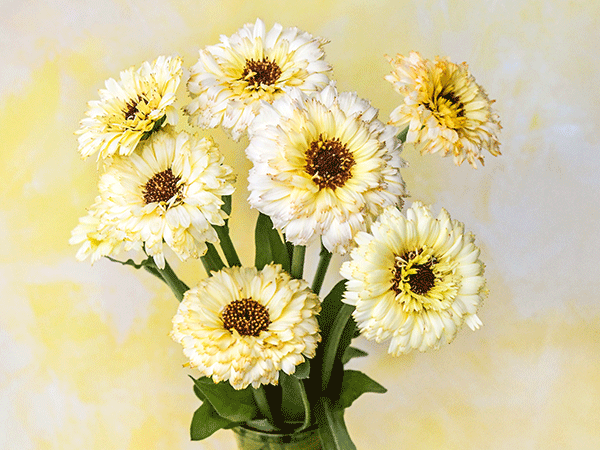 Calendula, Snow Princess