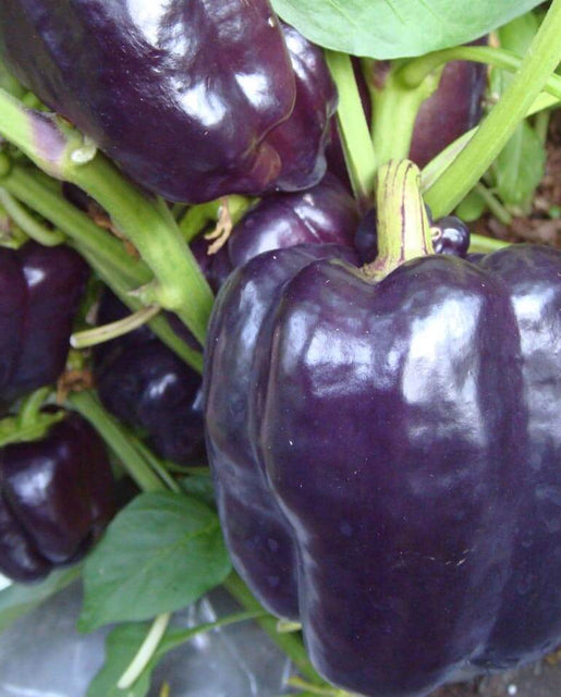 Purple Beauty Pepper plant