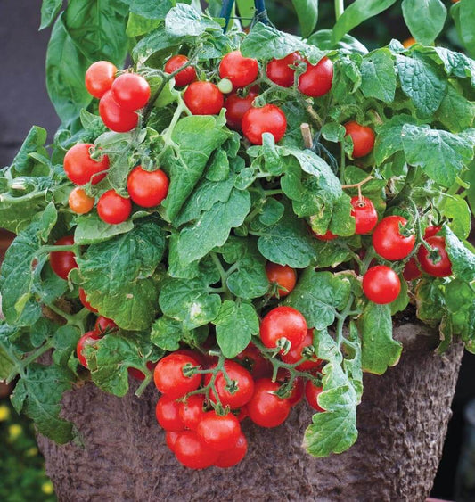 Red Robin Tomato plant