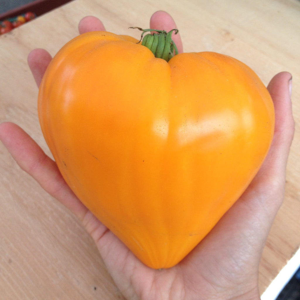 orange strawberry tomato seeds Orange Strawberry Tomato seeds – Green Zebra Markets