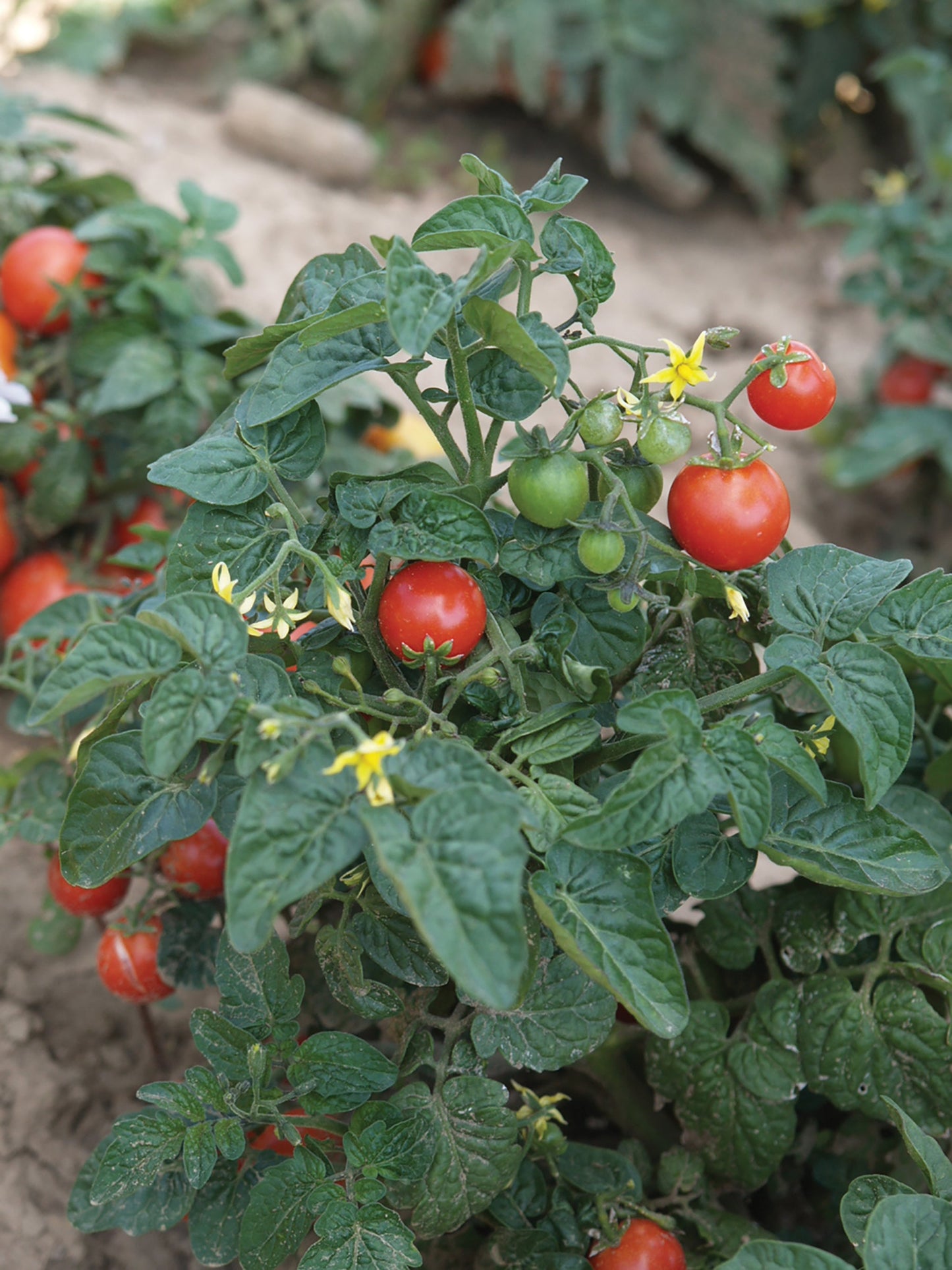 Tiny Tim Tomato plant
