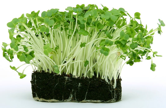 Microgreens (Radish, Pea Shoot, Sunflower)