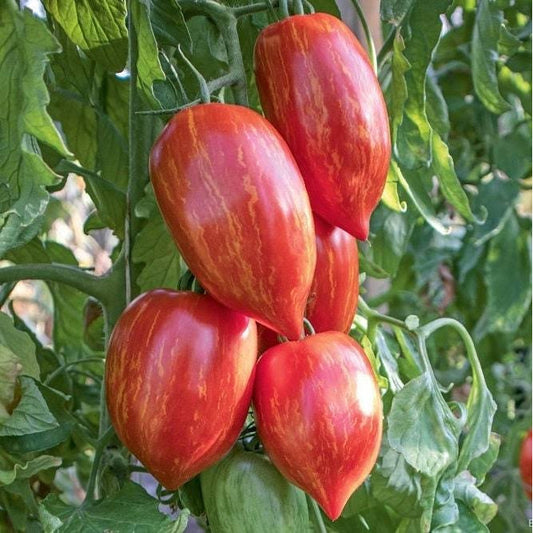 Striped Roma Tomato Seeds