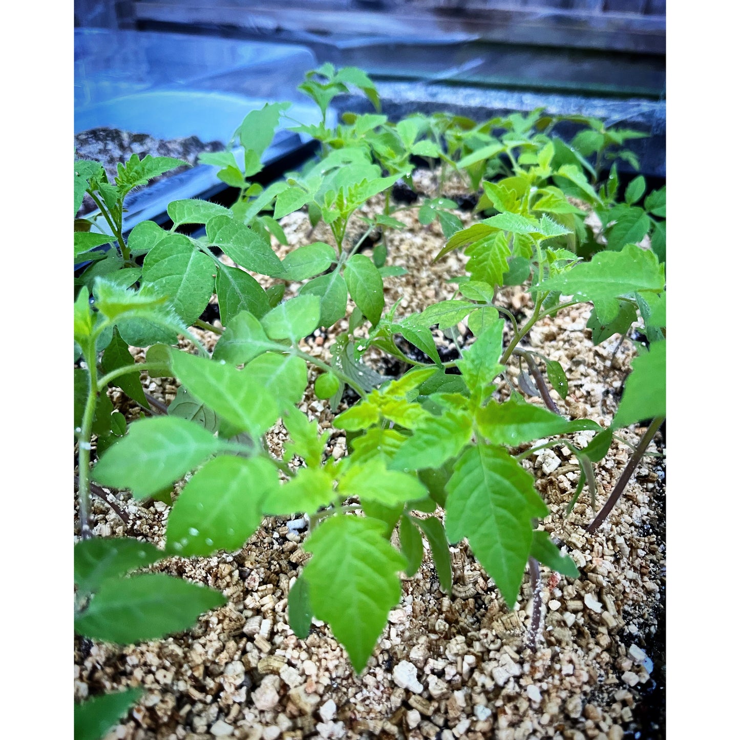 Striped Roma Tomato Seeds