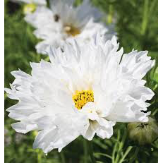 Snowpuff Cosmos Flower Live Plant
