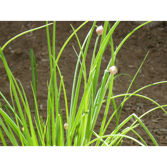 Chives