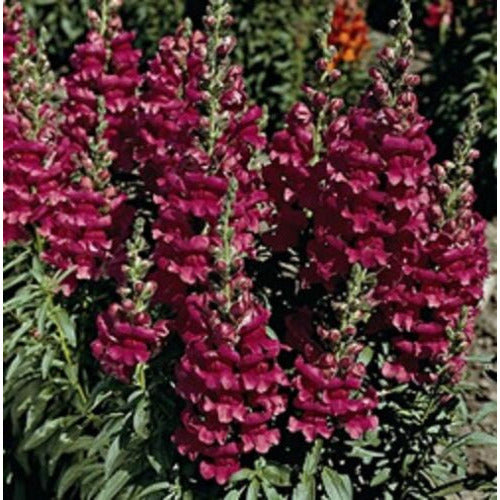 Black Prince Snapdragon