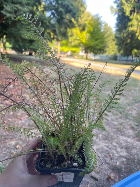 Yarrow