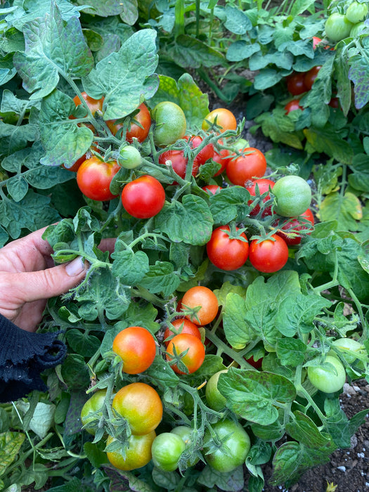 Window box red micro tomato plant