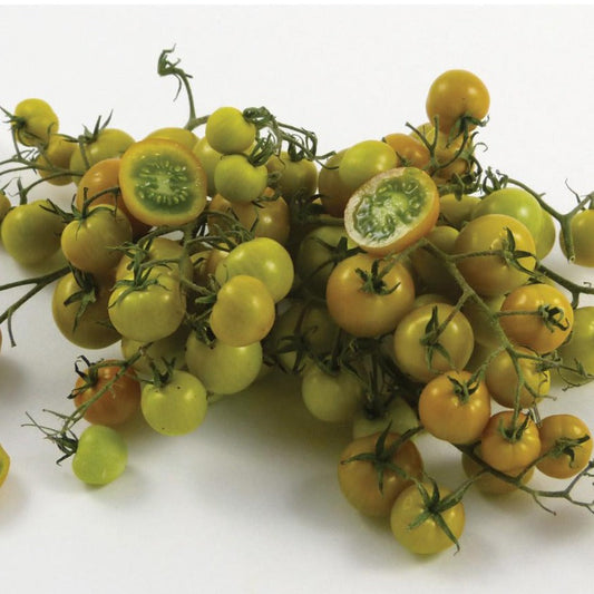 Gobstopper tomato plant