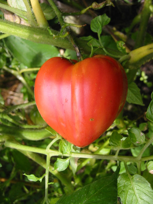 Grightmire Pride Tomato