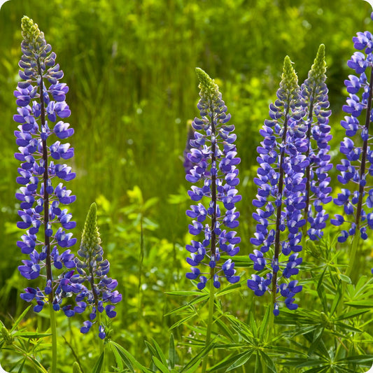 Lupine mix seeds