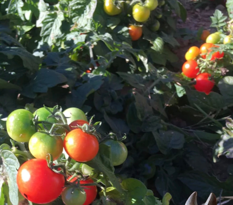 Bonsai micro dwarf tomato plant