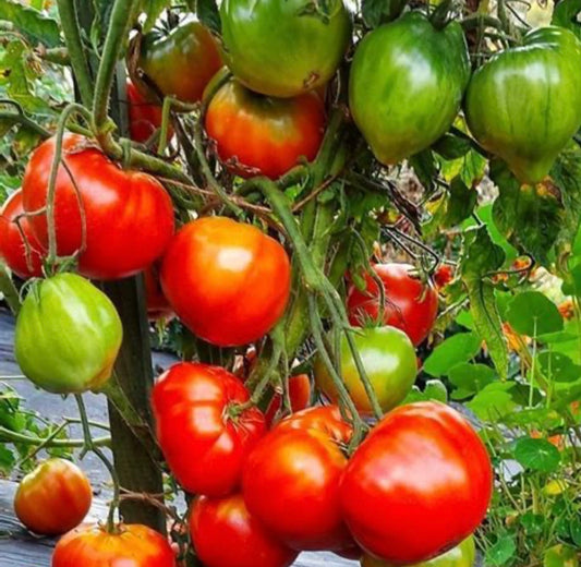 Scarlet heart dwarf tomato plant
