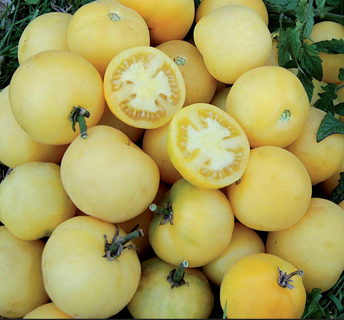 Wapsipinicon Peach tomato plant