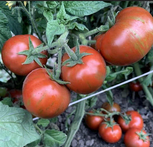 Sarandipity Dwarf Tomato Plant