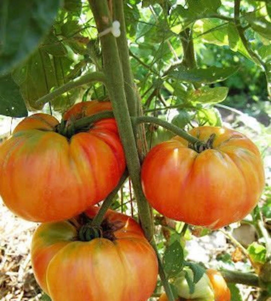 Old German Tomato Plant