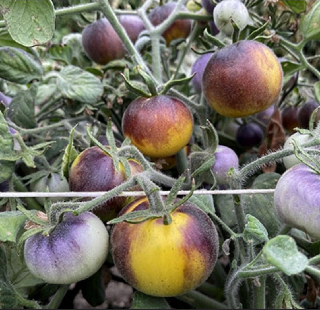 Wooly Kate Tomato Plant