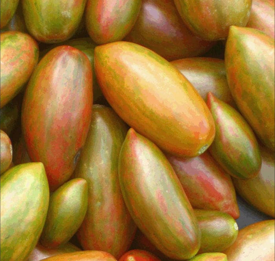 Lucky Tiger tomato plant